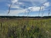 A photo of the prairie at the University of Wisconsin-Madison Arboretum