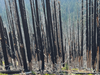 Photo of post burn trees in a fores